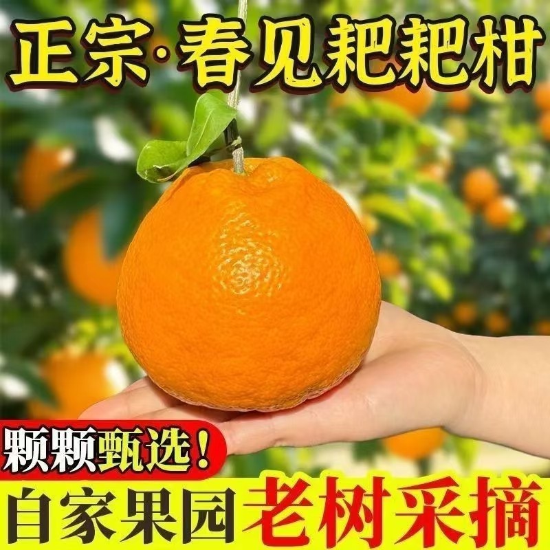 春见耙耙柑，产地一手货源，视频看货，对接全国市场电商平台