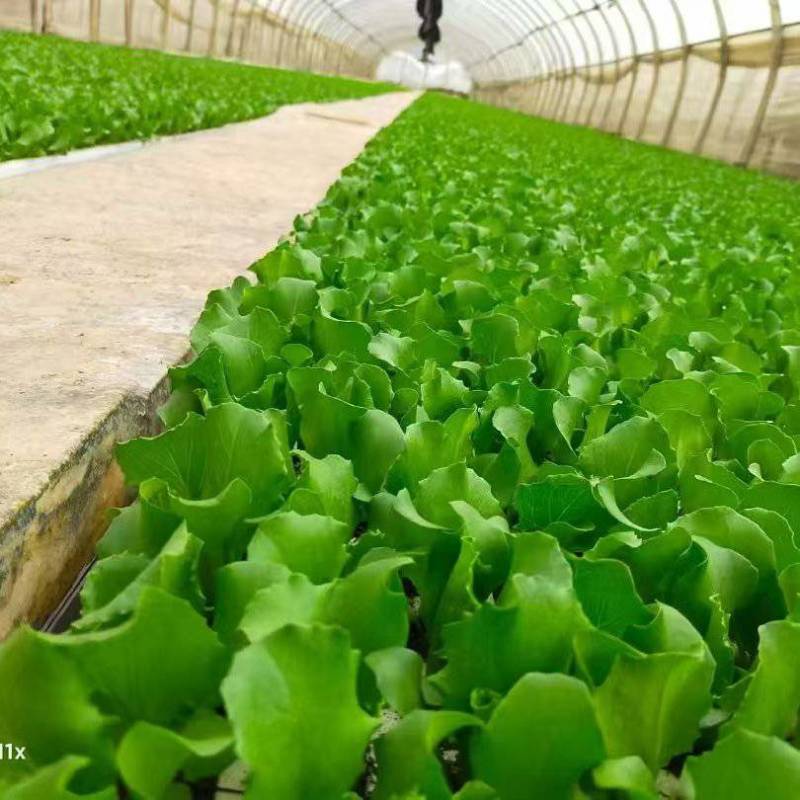 【生菜苗】云南生菜苗/昆明生菜苗/根系发达易成活价格便宜
