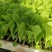 【生菜苗】云南生菜苗/昆明生菜苗/根系发达易成活价格便宜