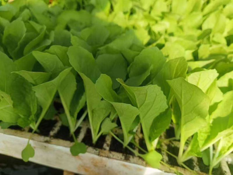 【生菜苗】云南生菜苗/昆明生菜苗/根系发达易成活价格便宜
