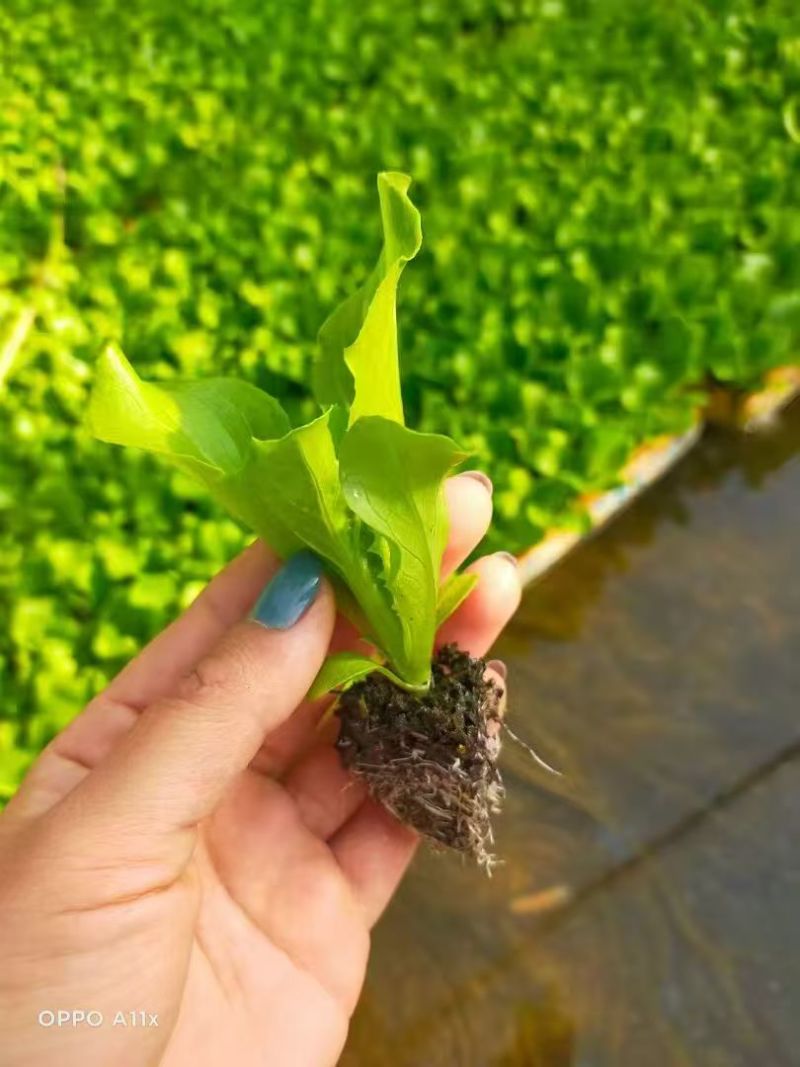 【生菜苗】云南生菜苗/昆明生菜苗/根系发达易成活价格便宜