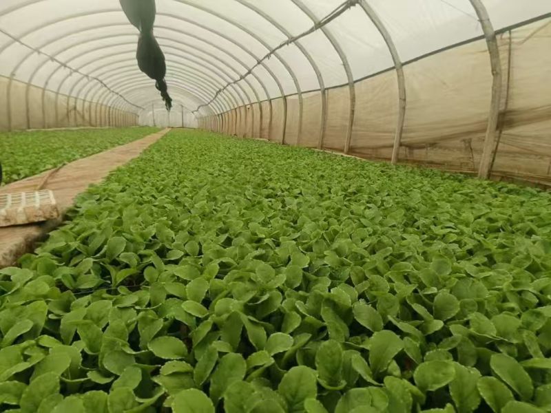 【生菜苗】云南生菜苗/昆明生菜苗/根系发达易成活价格便宜
