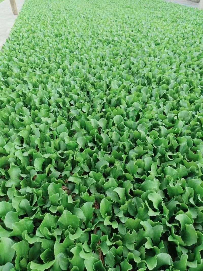 【生菜苗】云南生菜苗/昆明生菜苗/根系发达易成活价格便宜
