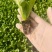 【生菜苗】云南生菜苗/昆明生菜苗/根系发达易成活价格便宜