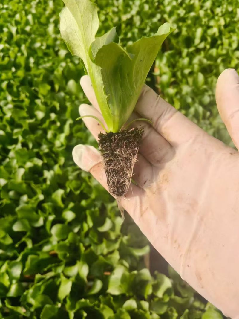 【生菜苗】云南生菜苗/昆明生菜苗/根系发达易成活价格便宜