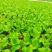 【生菜苗】云南生菜苗/昆明生菜苗/根系发达易成活价格便宜