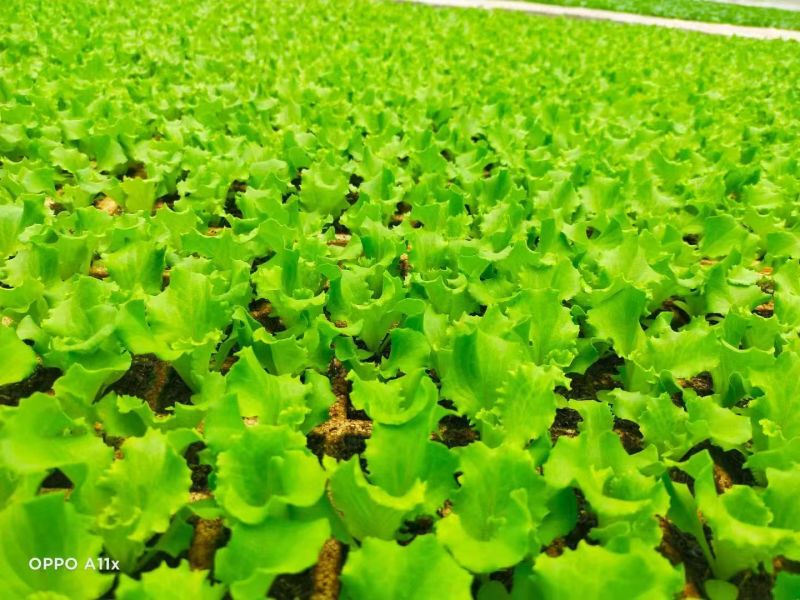 【生菜苗】云南生菜苗/昆明生菜苗/根系发达易成活价格便宜