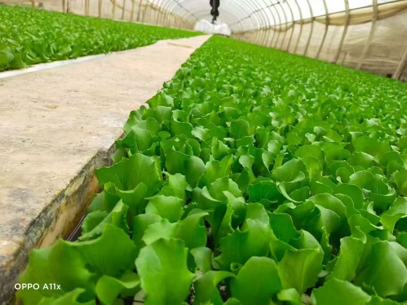 【生菜苗】云南生菜苗/昆明生菜苗/根系发达易成活价格便宜