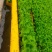 【生菜苗】云南生菜苗/昆明生菜苗/根系发达易成活价格便宜