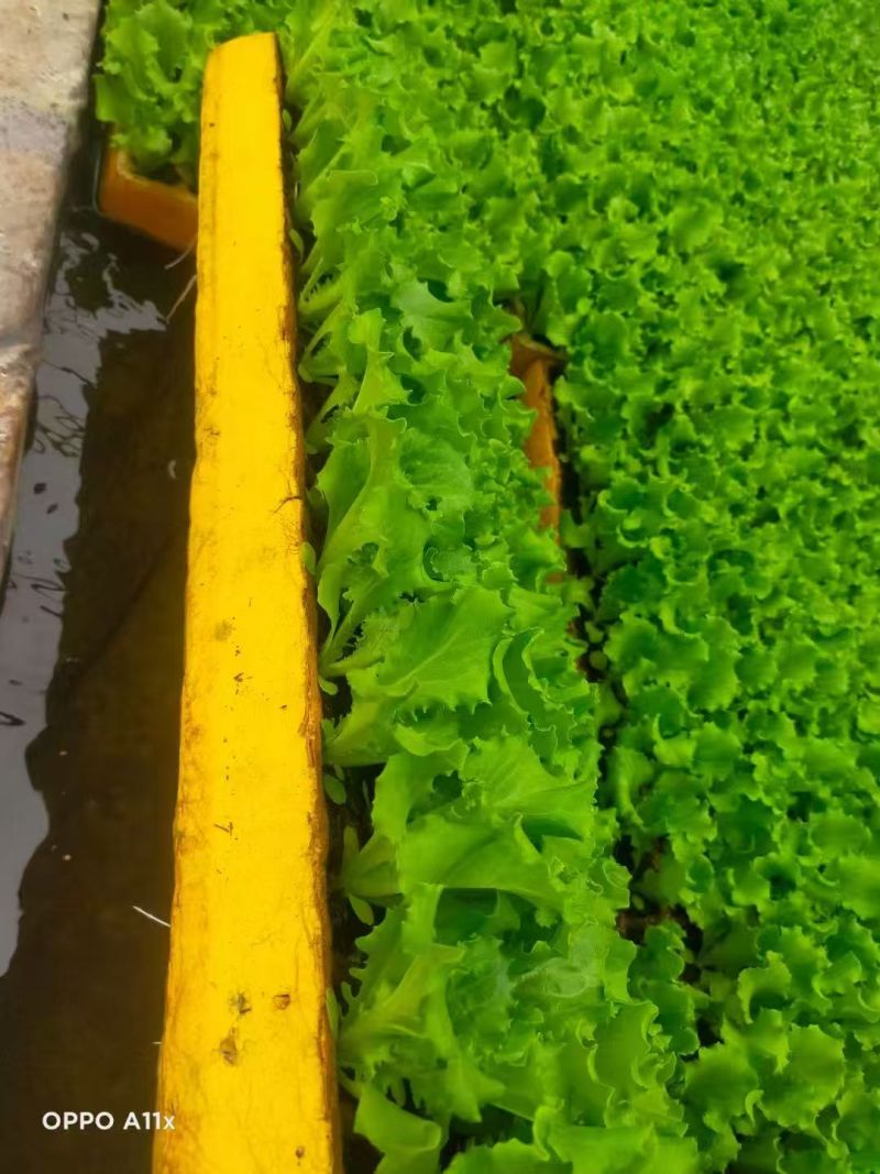 【生菜苗】云南生菜苗/昆明生菜苗/根系发达易成活价格便宜