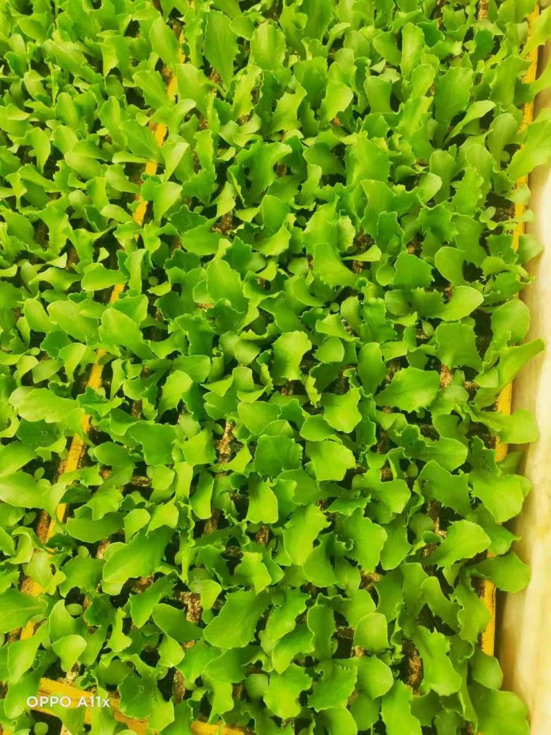 【生菜苗】云南生菜苗/昆明生菜苗/根系发达易成活价格便宜
