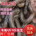 青黑蚯蚓.养殖基地直发，长年不断货，可视频看货。可供电商