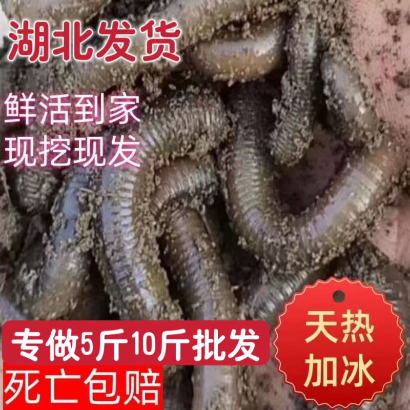 青黑蚯蚓.养殖基地直发，长年不断货，可视频看货。可供电商