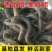 青黑蚯蚓.养殖基地直发，长年不断货，可视频看货。可供电商