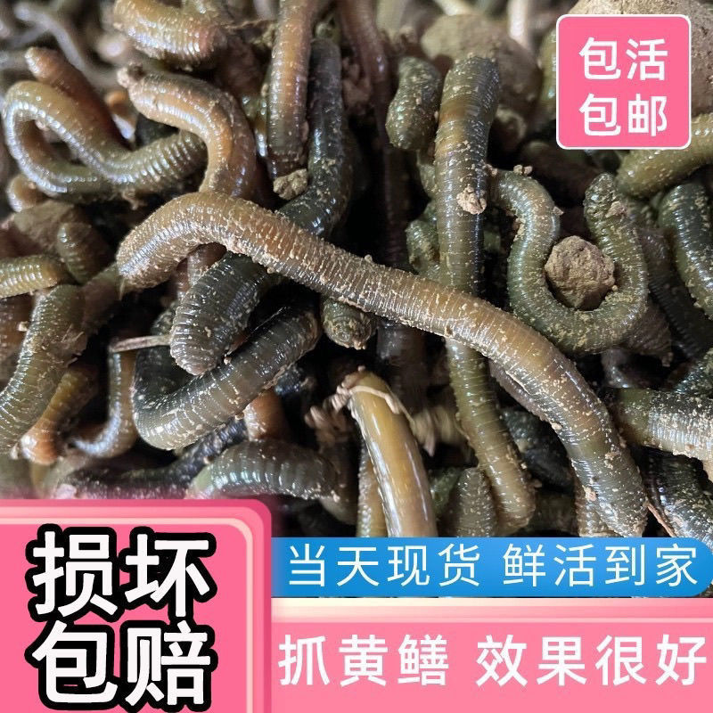 青黑蚯蚓.养殖基地直发，长年不断货，可视频看货。可供电商