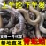 青黑蚯蚓.养殖基地直发，长年不断货，可视频看货。可供电商