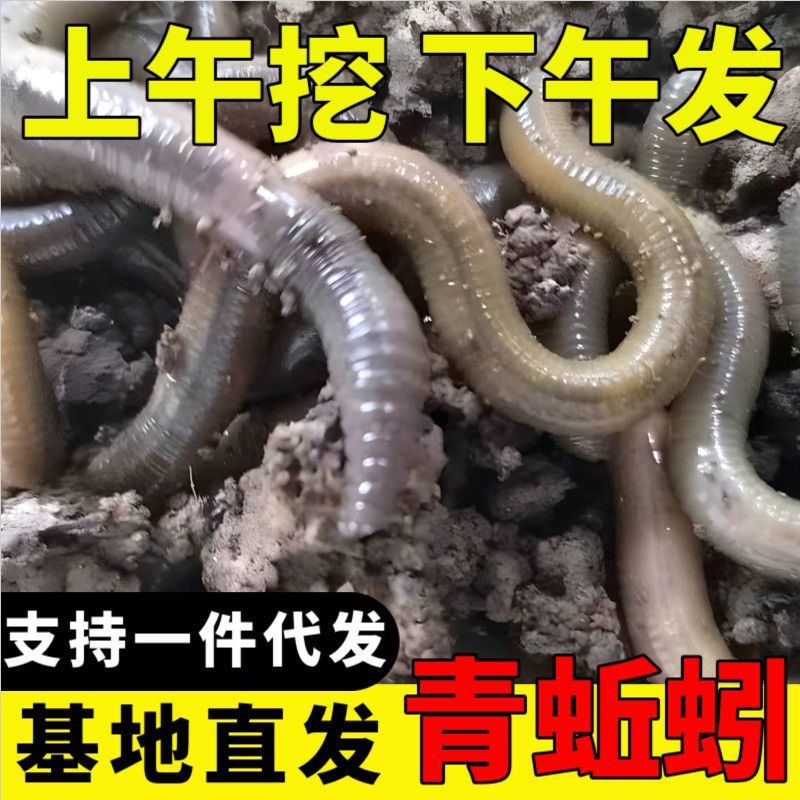 青黑蚯蚓.养殖基地直发，长年不断货，可视频看货。可供电商