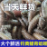 青黑蚯蚓.养殖基地直发，长年不断货，可视频看货。可供电商