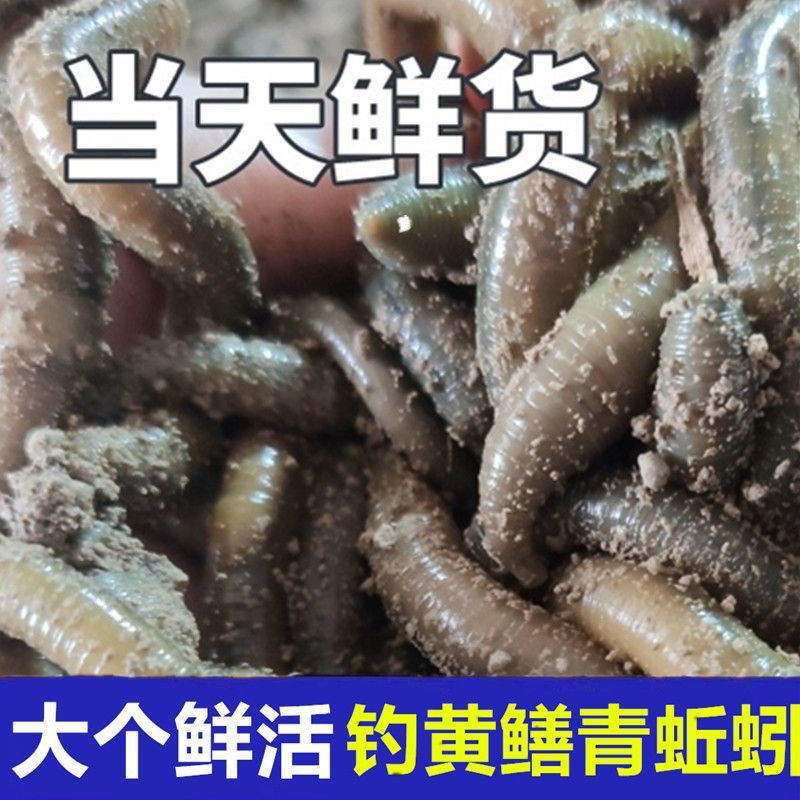 青黑蚯蚓.养殖基地直发，长年不断货，可视频看货。可供电商