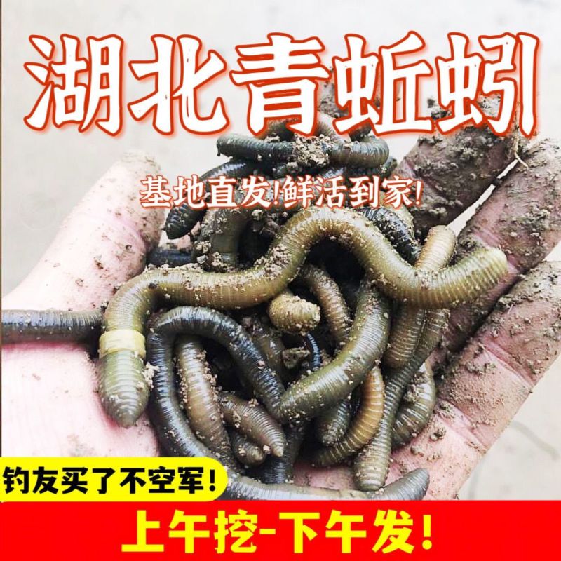 青黑蚯蚓.养殖基地直发，长年不断货，可视频看货。可供电商