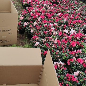 杜鹃花