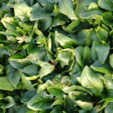 大棚菠菜
