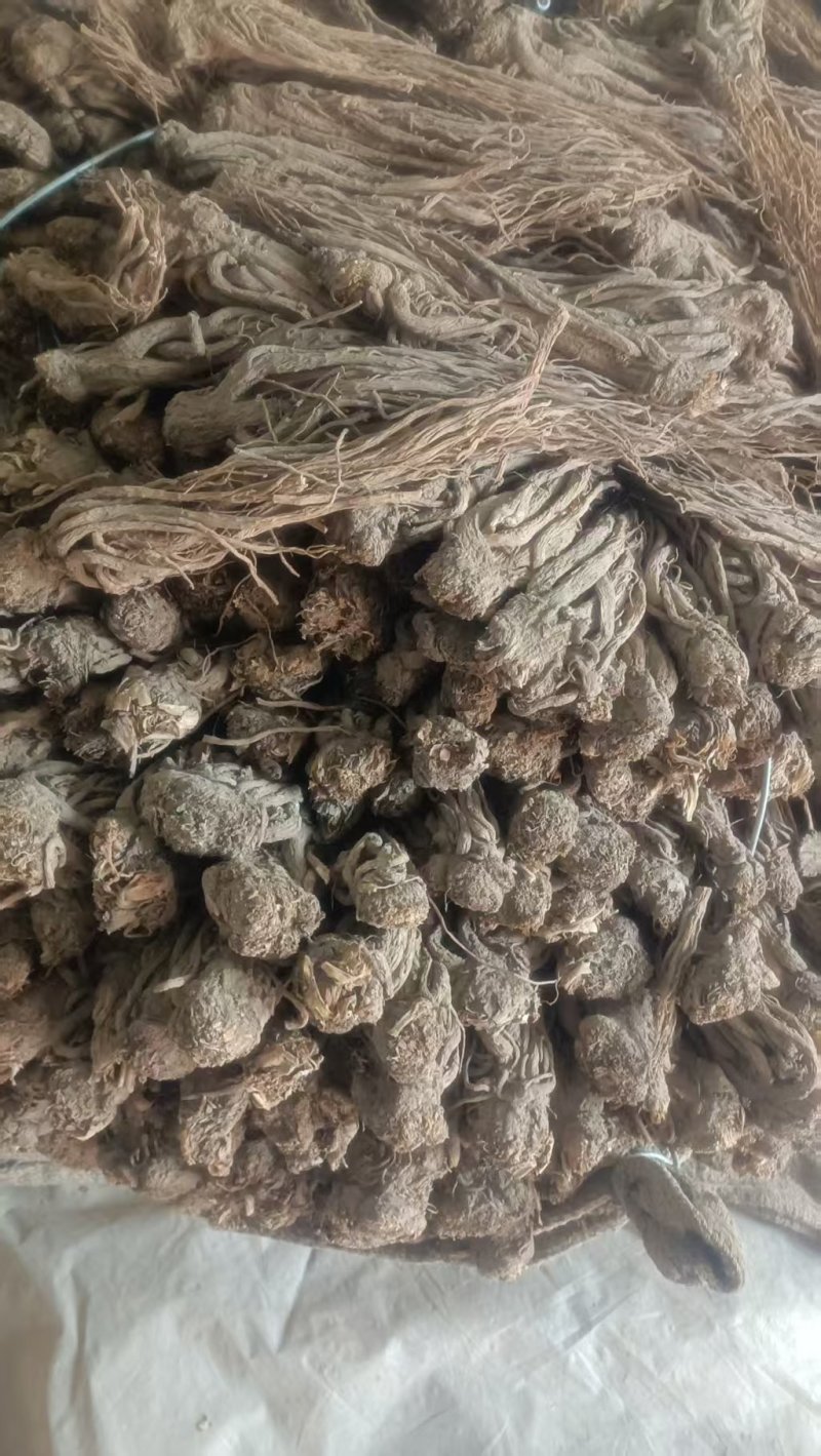 甘肃岷县精品当归，产地直发，量大价优，可视频看货