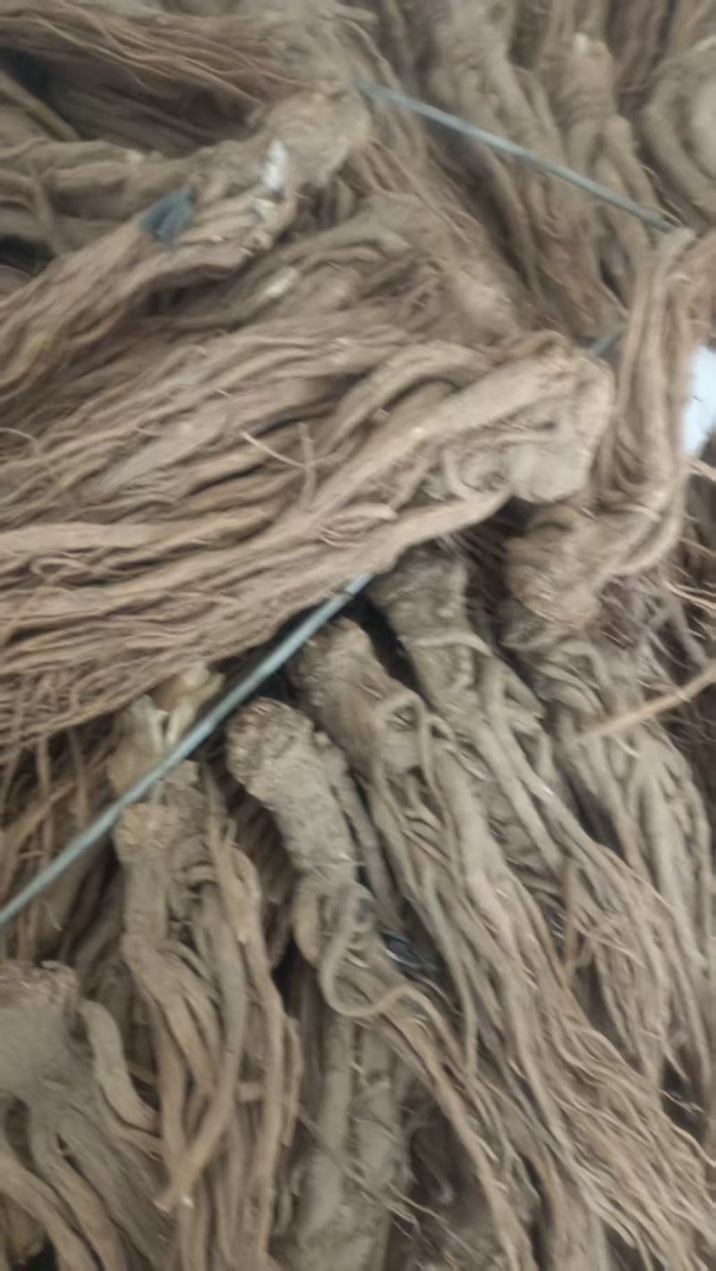 甘肃岷县精品当归，产地直发，量大价优，可视频看货