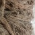 甘肃岷县精品当归，产地直发，量大价优，可视频看货