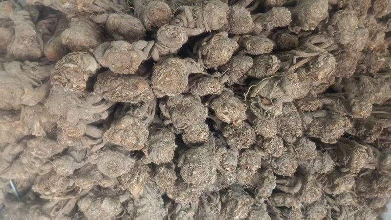 甘肃岷县精品当归，产地直发，量大价优，可视频看货