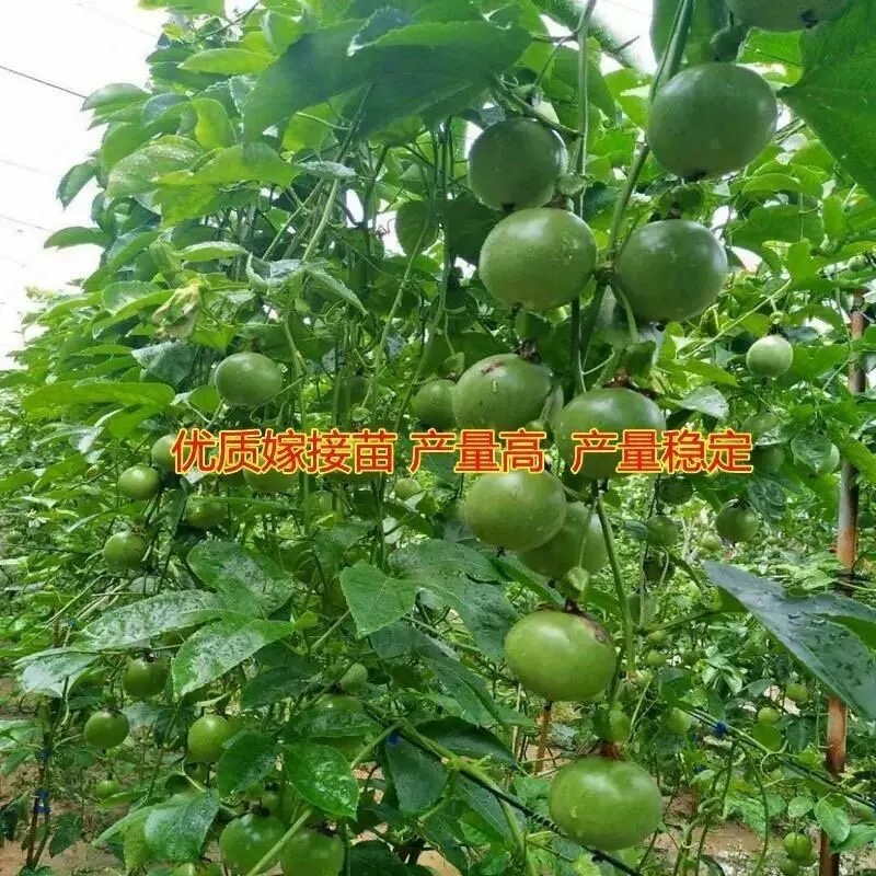 黄金百香果苗9号百香果苗嫁接苗产地批发支持一件代发