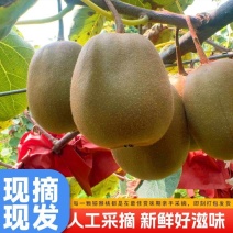 苍溪红心猕猴桃，产地直发，全国发货，欢迎进店沟通