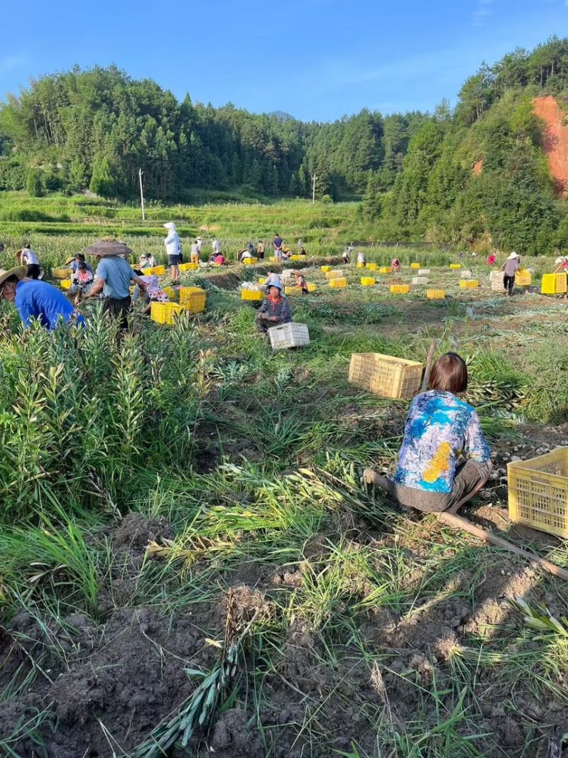 龙牙百合种，种植户无差价，价格可面谈