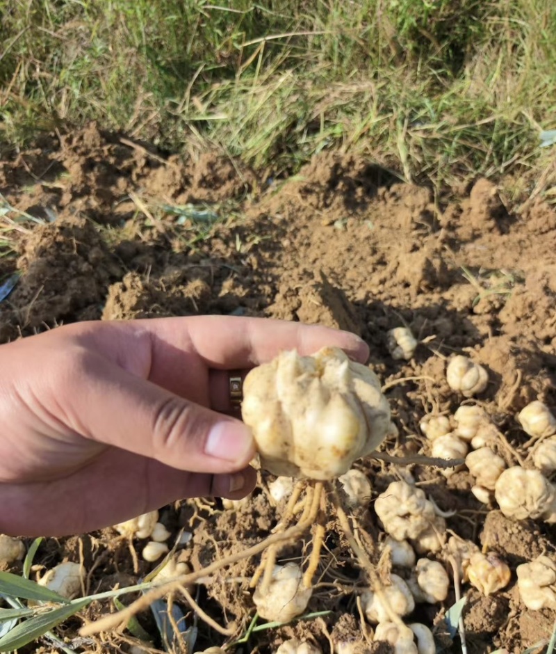 龙牙百合种，种植户无差价，价格可面谈