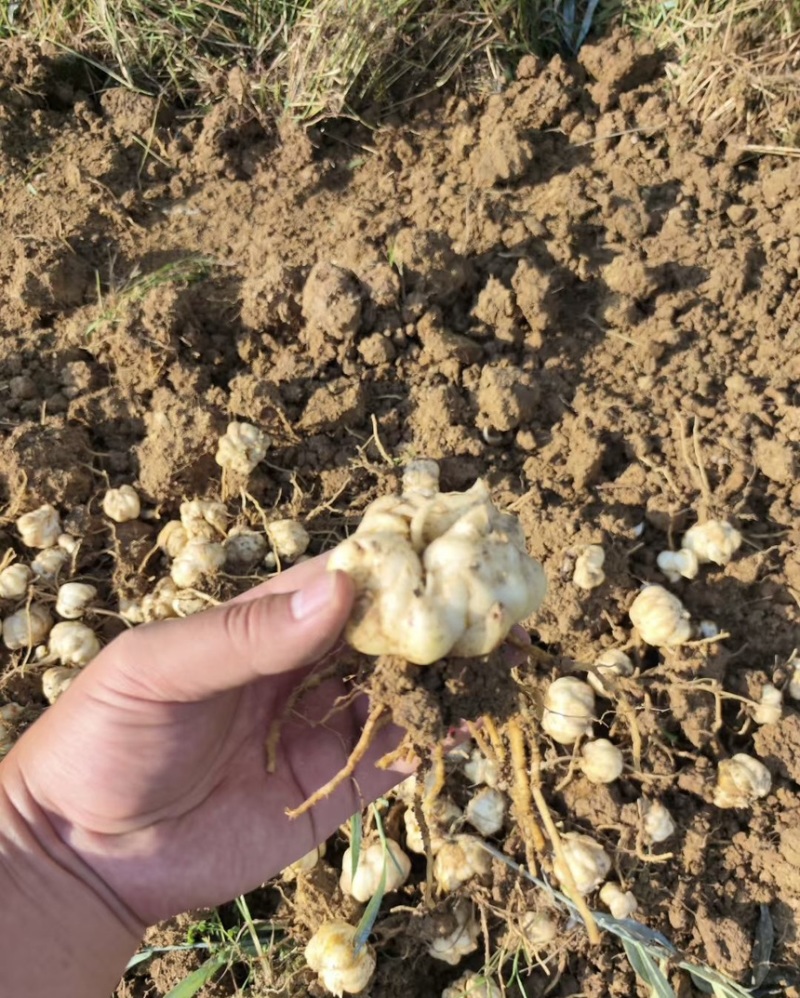 龙牙百合种，种植户无差价，价格可面谈