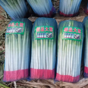 铁杆大葱价格优惠货源稳定长期大量供货欢迎老板电话洽谈