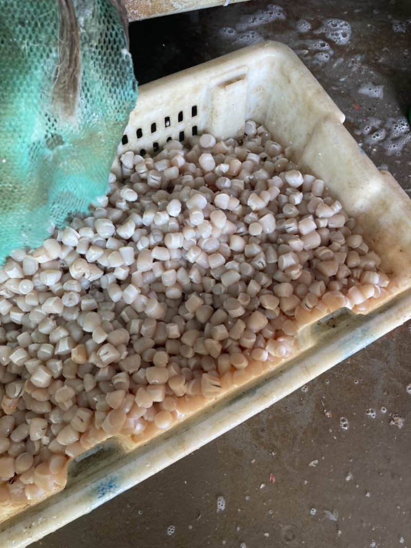 原浆不泡水扇贝柱自己家加工的