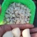 原浆不泡水扇贝柱自己家加工的