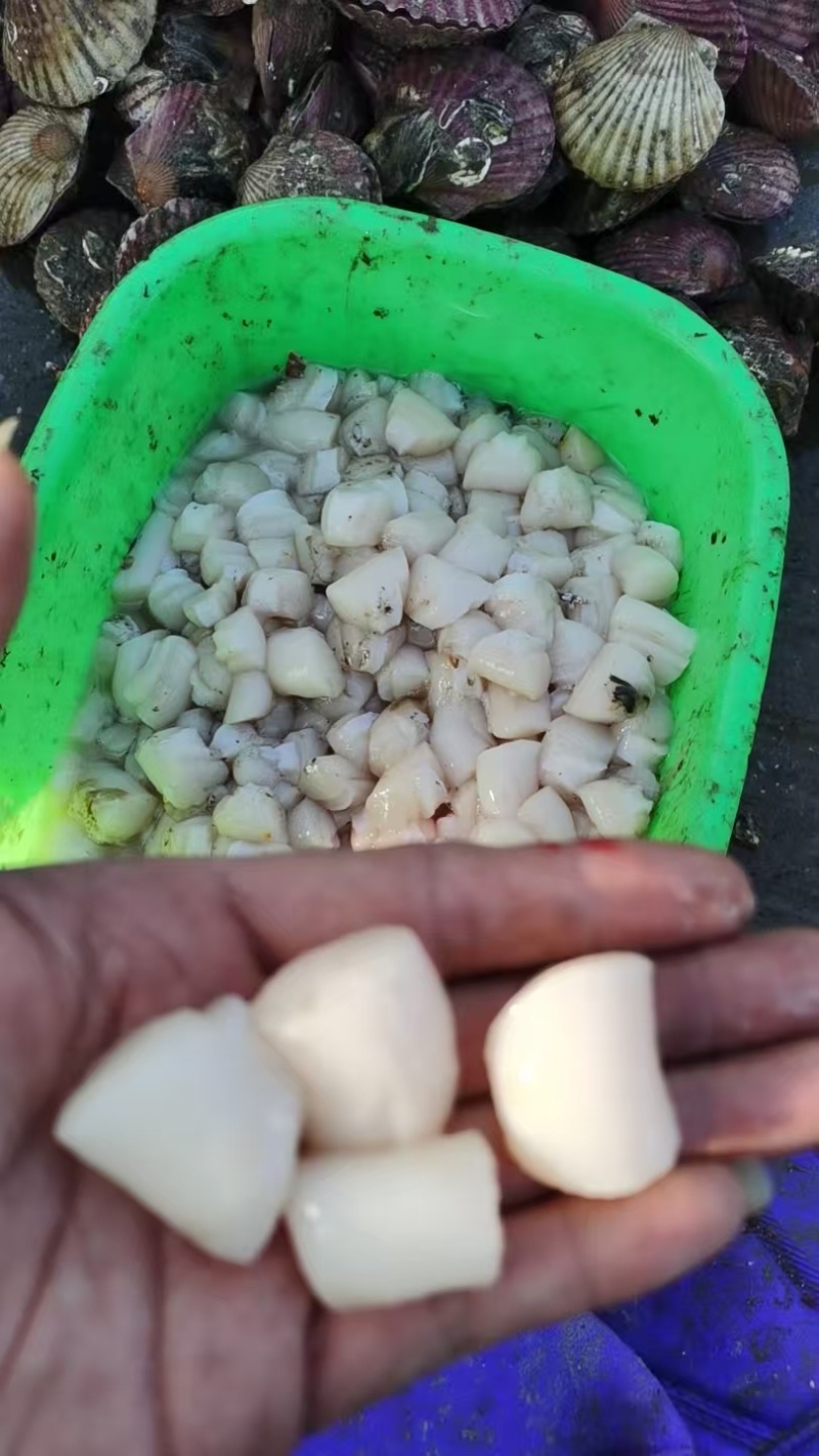 原浆不泡水扇贝柱自己家加工的