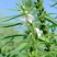 芝麻油，质量保证，诚信经营，货源充足，全国发货。