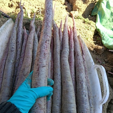 云南高山紫玉萝卜种植基地/量大价优欢迎随时联系