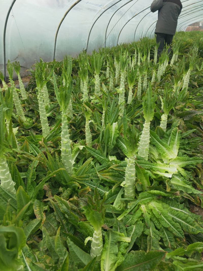 产地直供，现采现发，价格美丽，