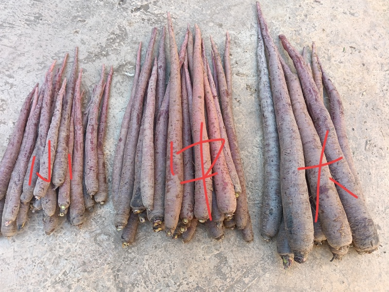 云南高山紫玉萝卜种植基地/量大价优欢迎随时联系