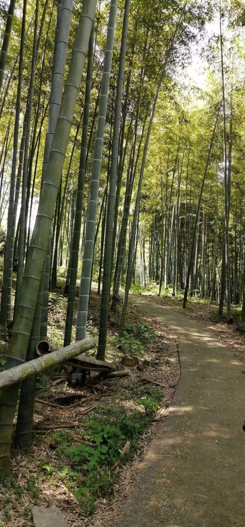 宜兴本地。自己家的山。还有笋干。笋干是新鲜的笋晒的