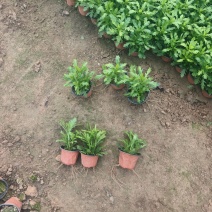 黄金菊