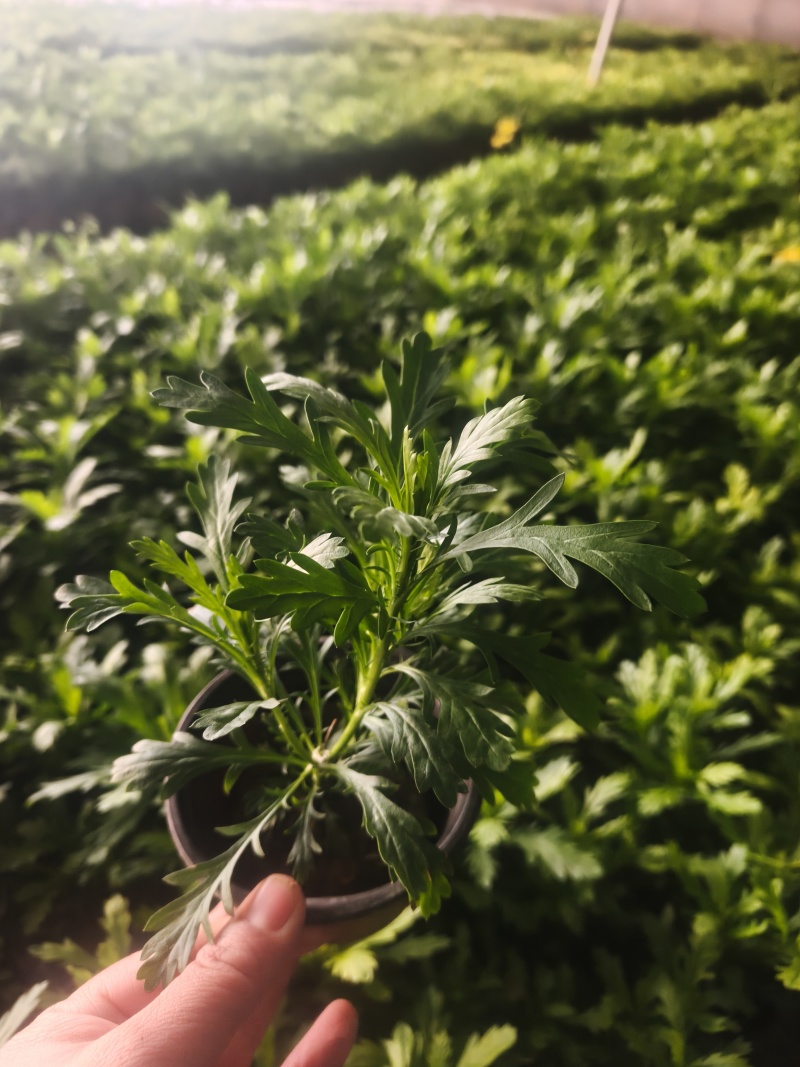 黄金菊