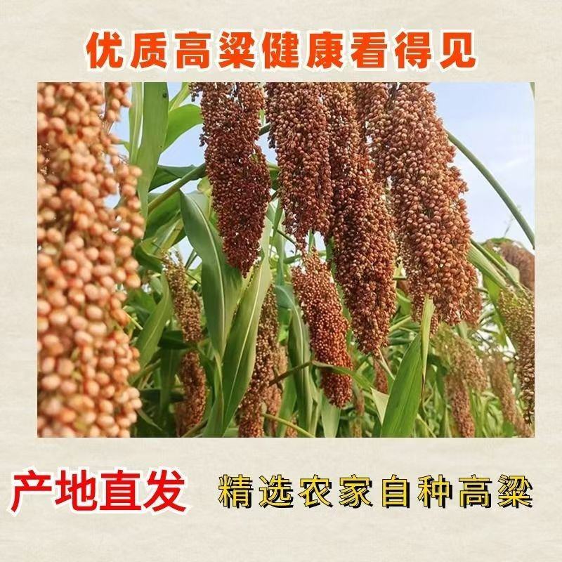 内蒙古红高粱产区直发保质保量供货10月上市