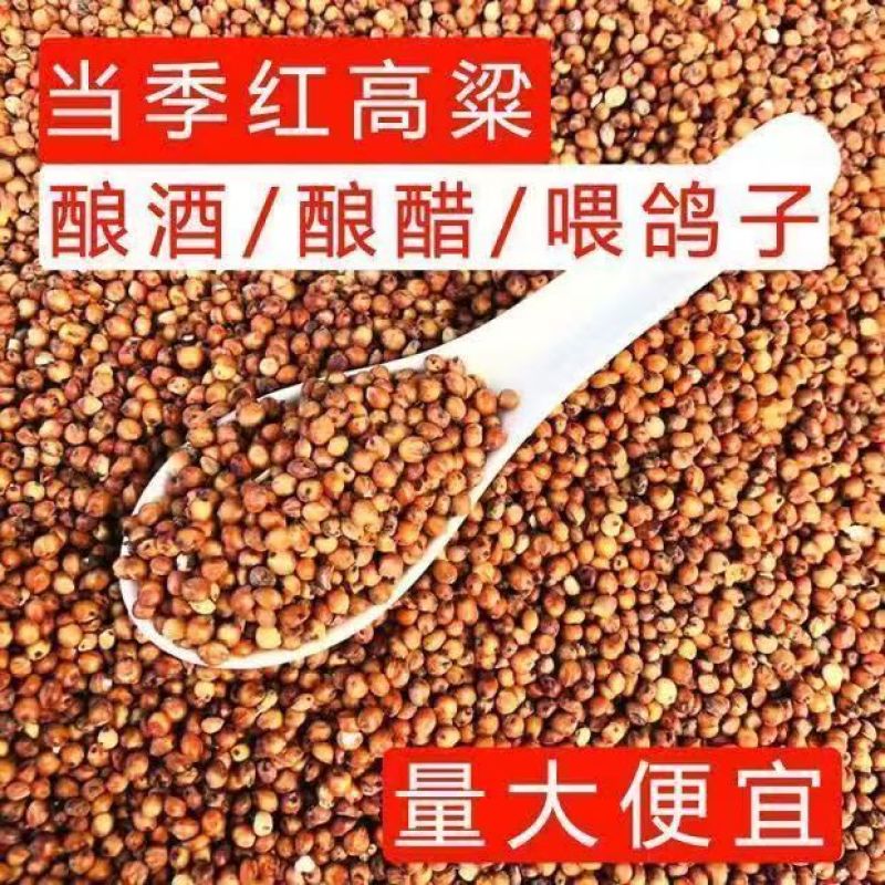 内蒙古红高粱产区直发保质保量供货10月上市