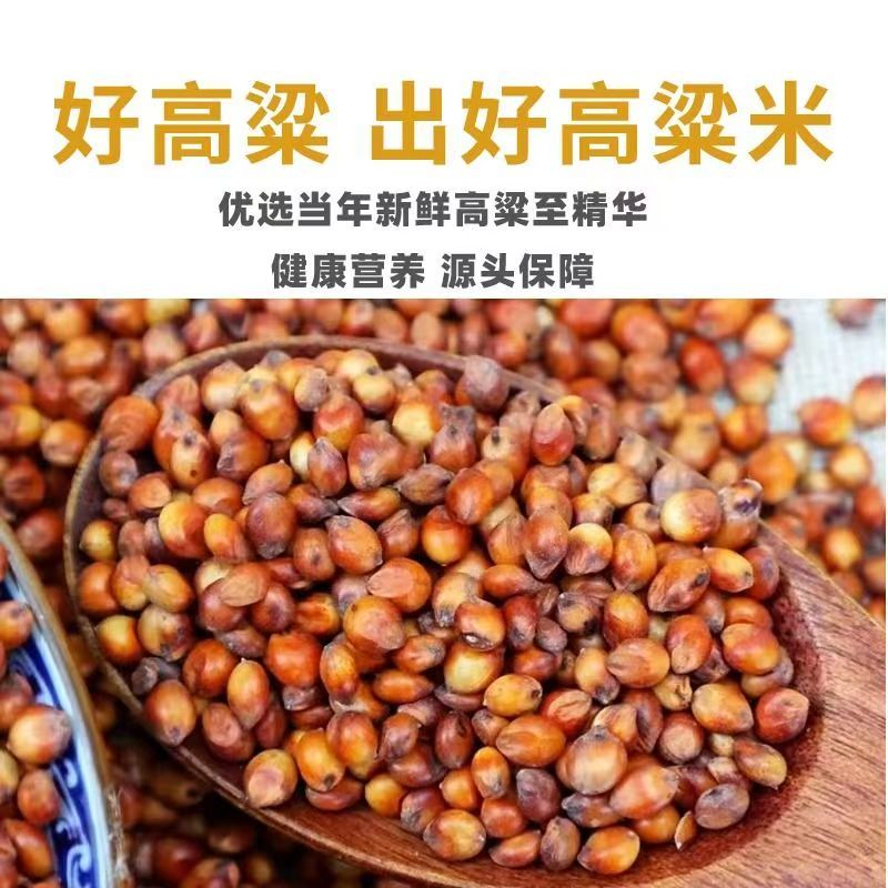 内蒙古红高粱产区直发保质保量供货10月上市