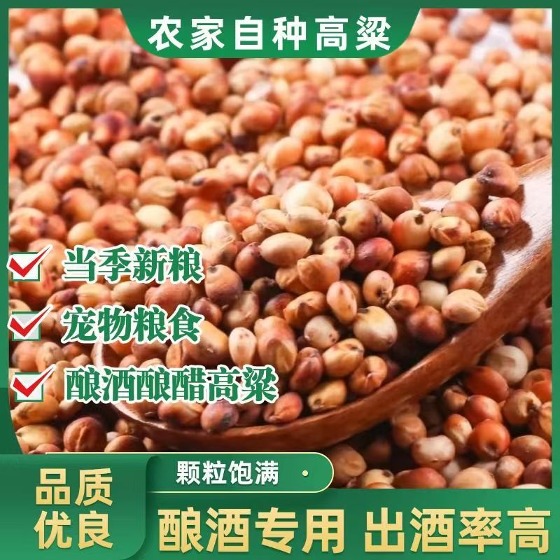 内蒙古红高粱产区直发保质保量供货10月上市